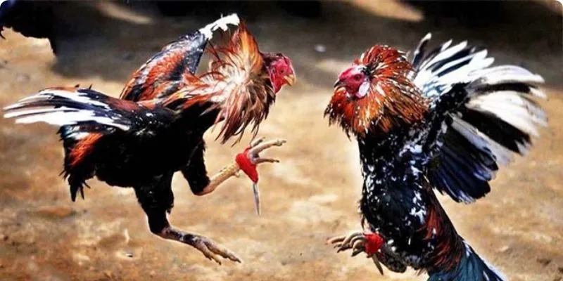 Đá gà cựa sắt