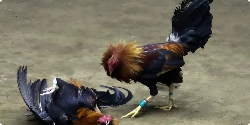 đá gà cựa sắt